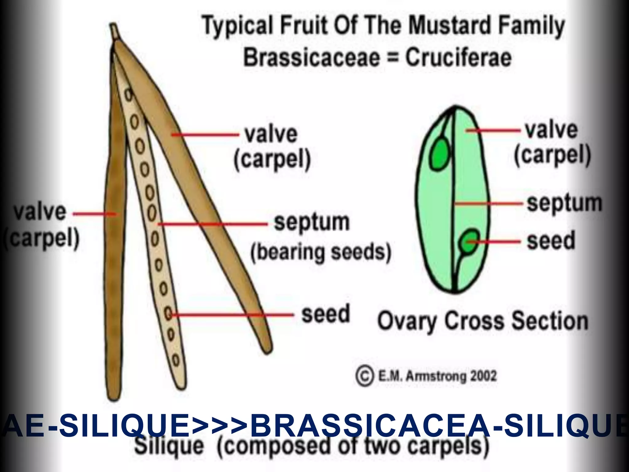 AE-SILIQUE>>>BRASSICACEA-SILIQUE
 