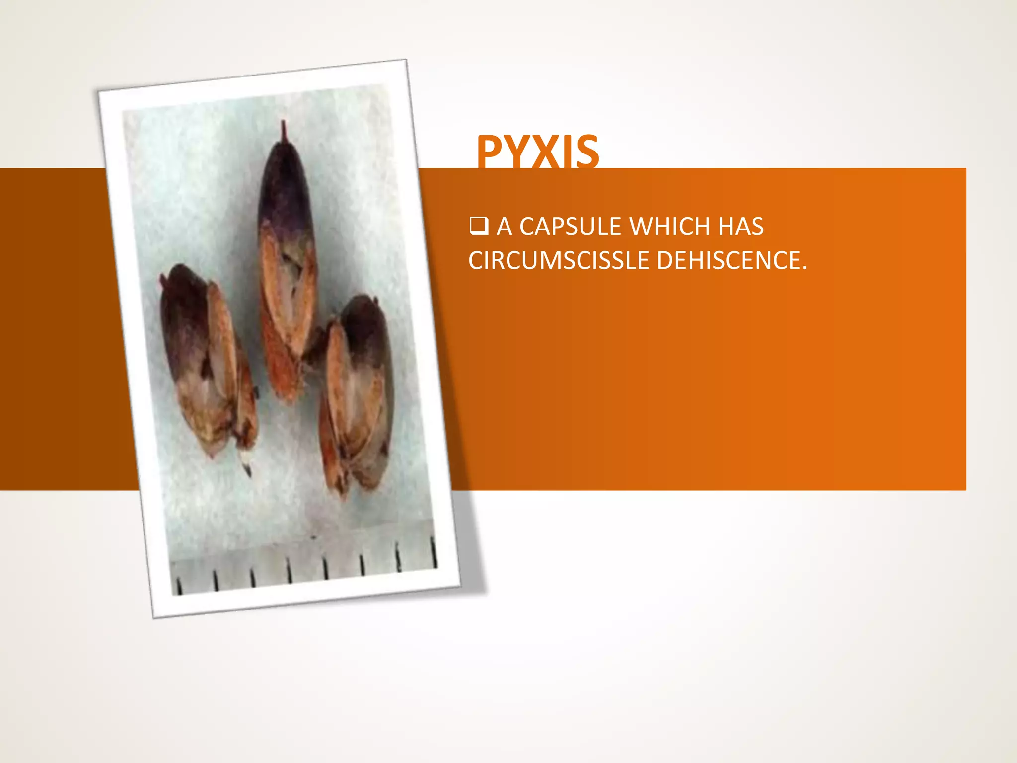 PYXIS
 A CAPSULE WHICH HAS
CIRCUMSCISSLE DEHISCENCE.
 