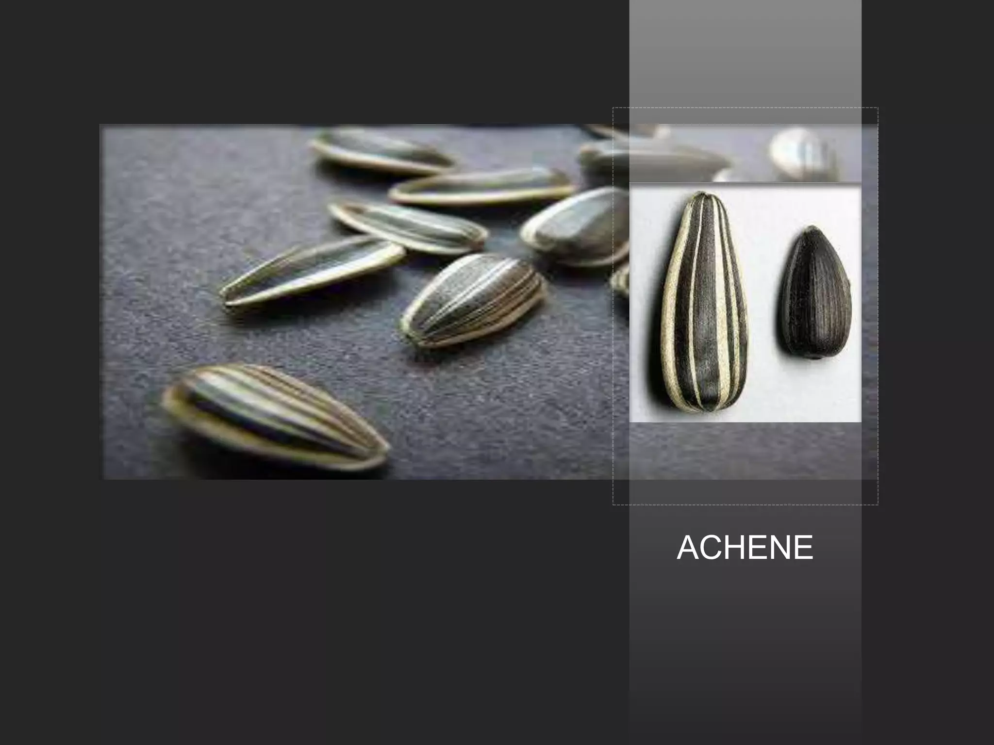 ACHENE
 