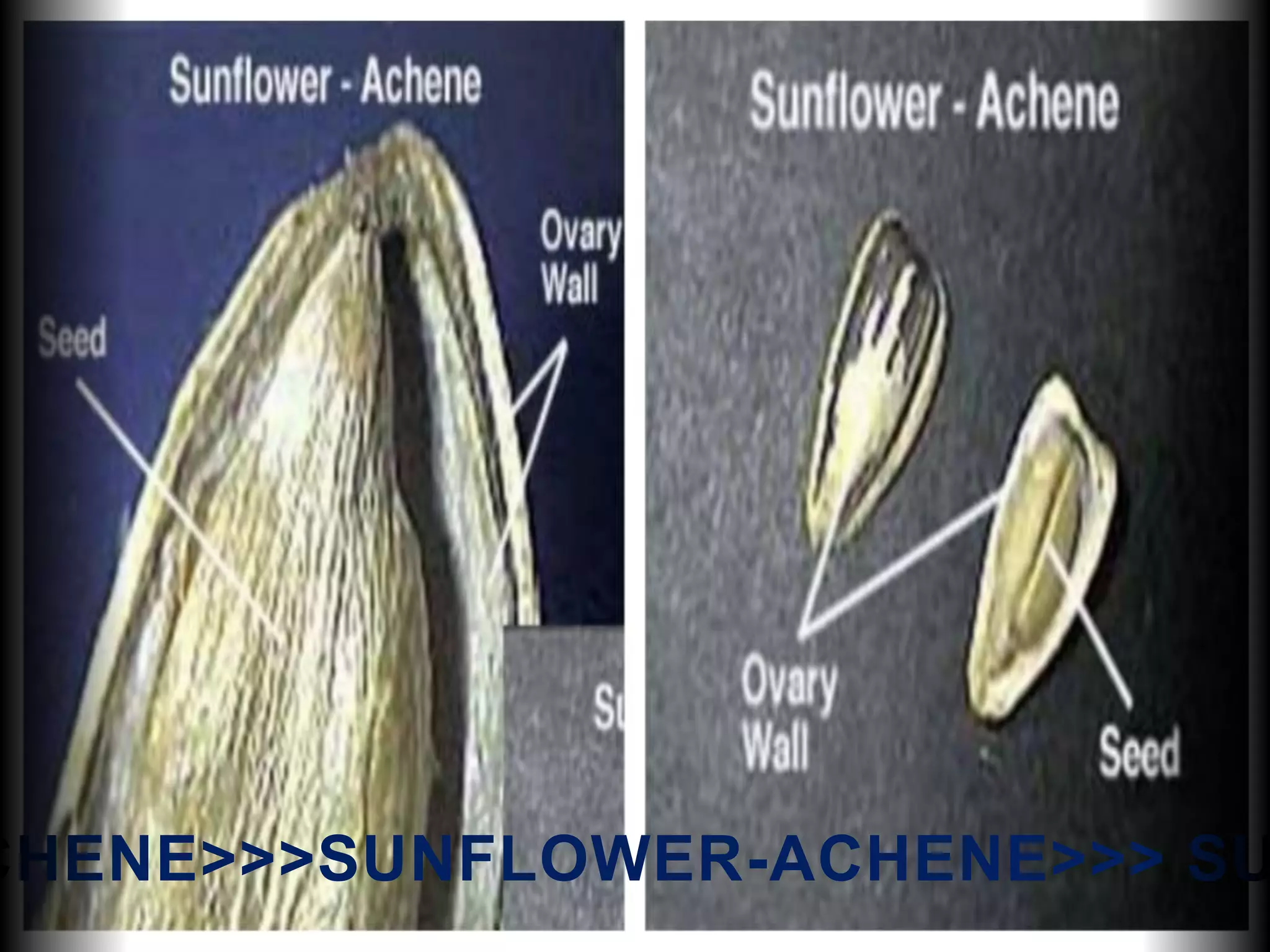CHENE>>>SUNFLOWER-ACHENE>>> SU
 