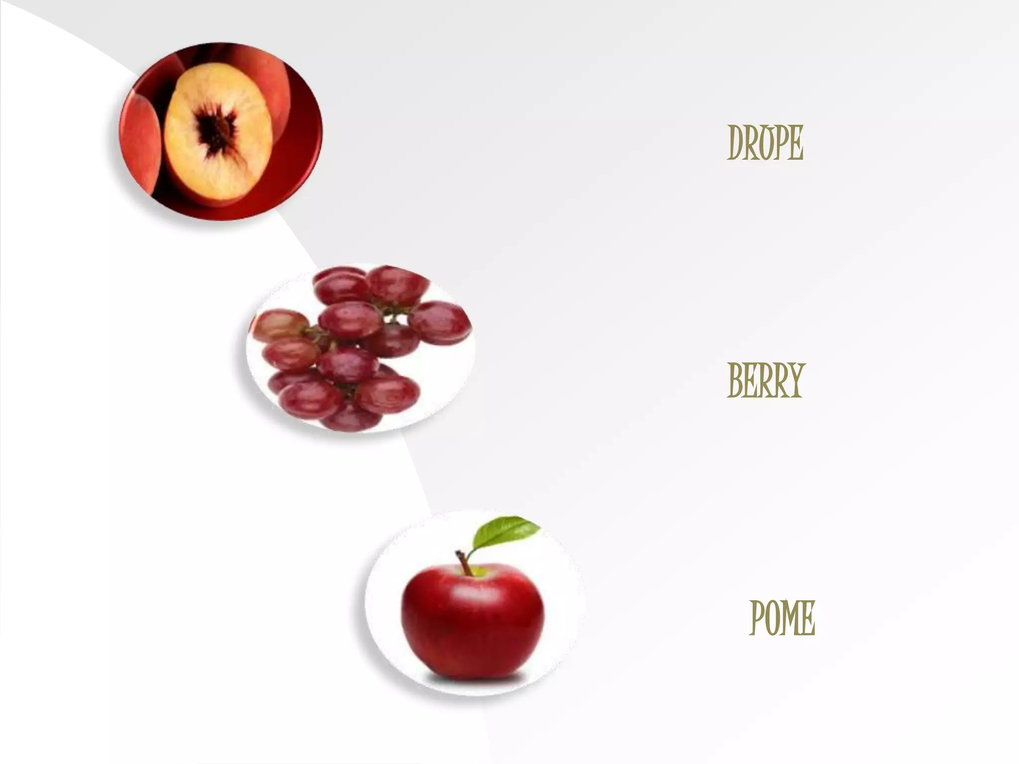 DRUPE
BERRY
POME
 