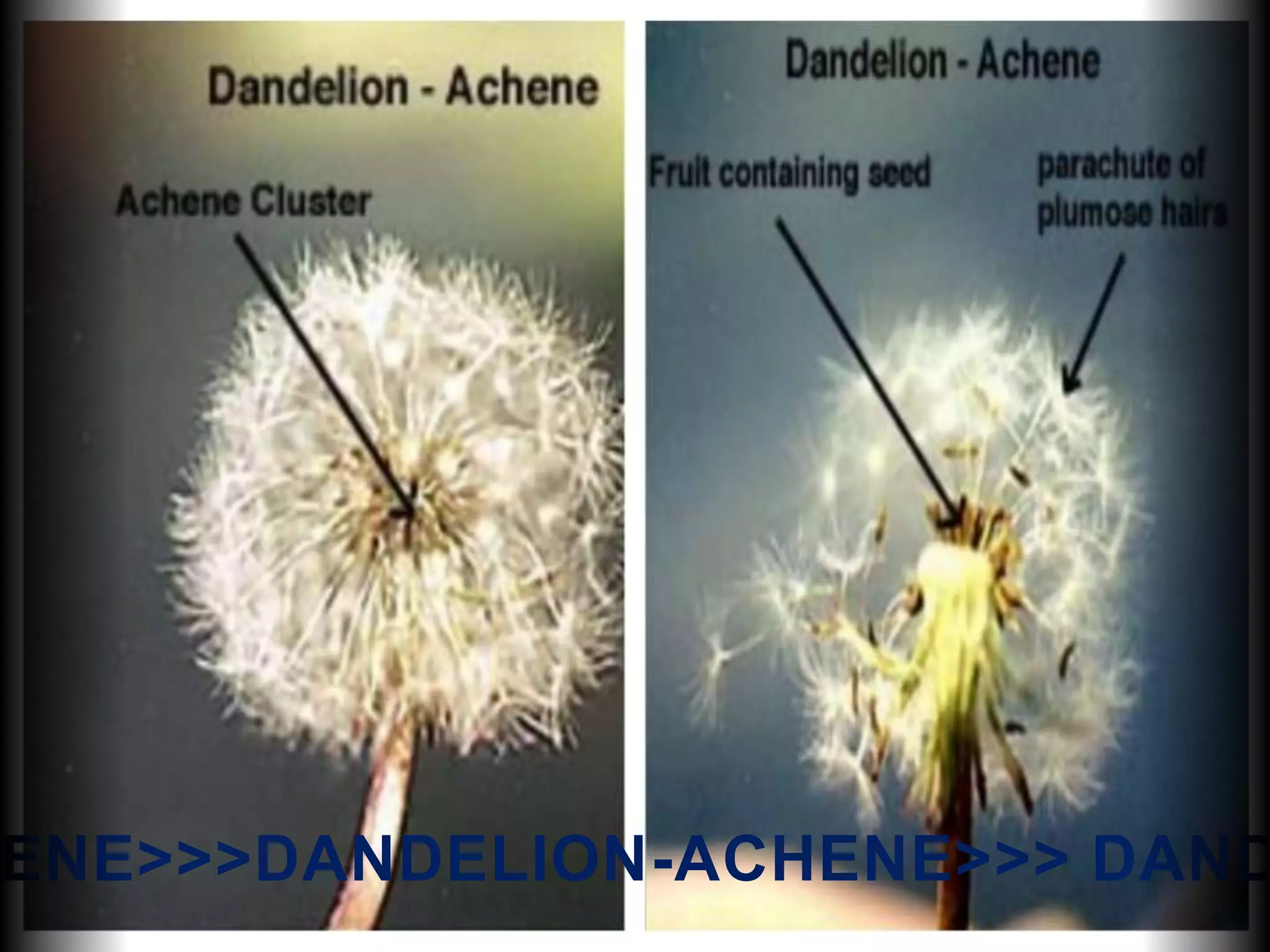 ENE>>>DANDELION-ACHENE>>> DAND
 