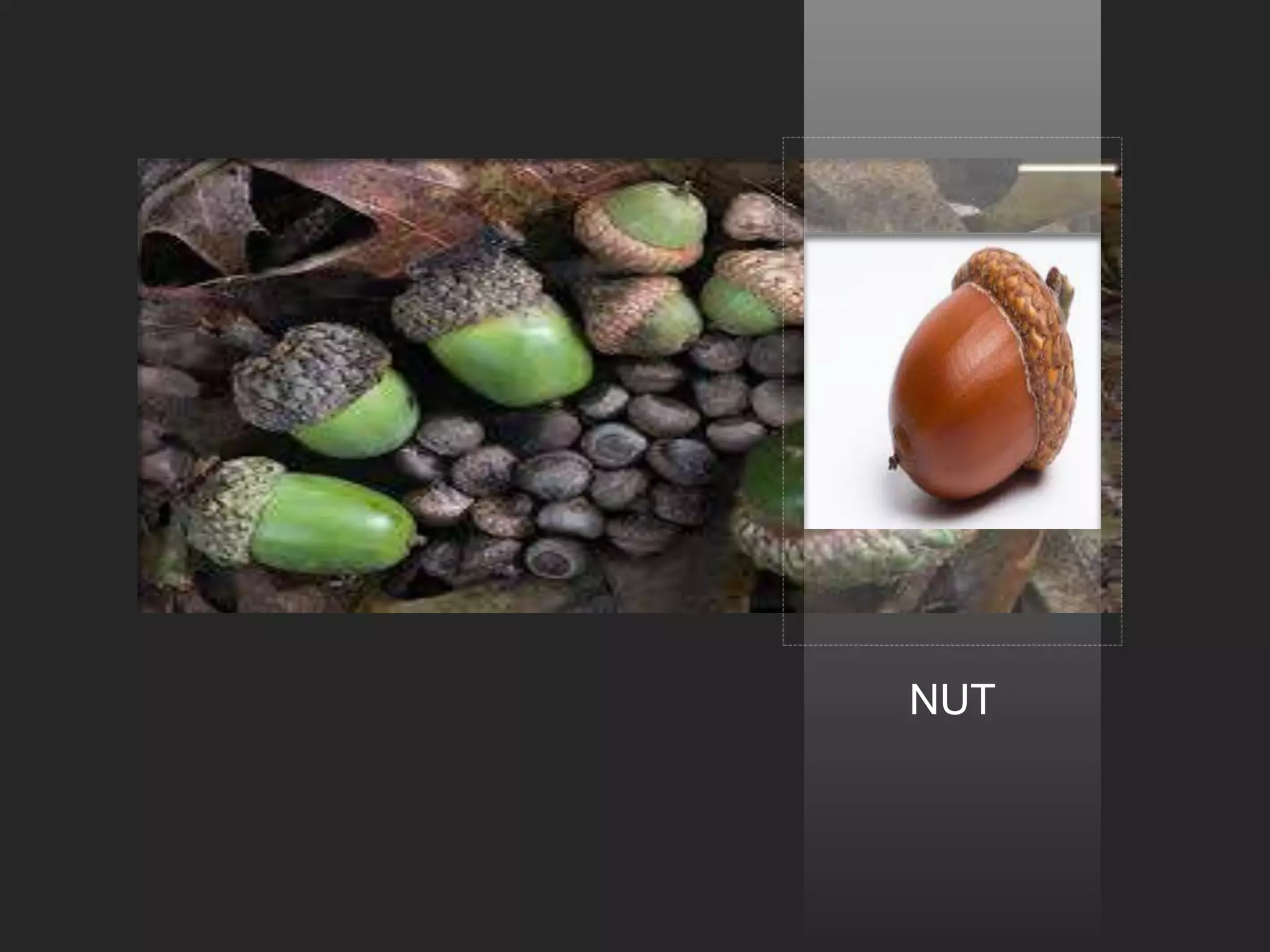 NUT
 