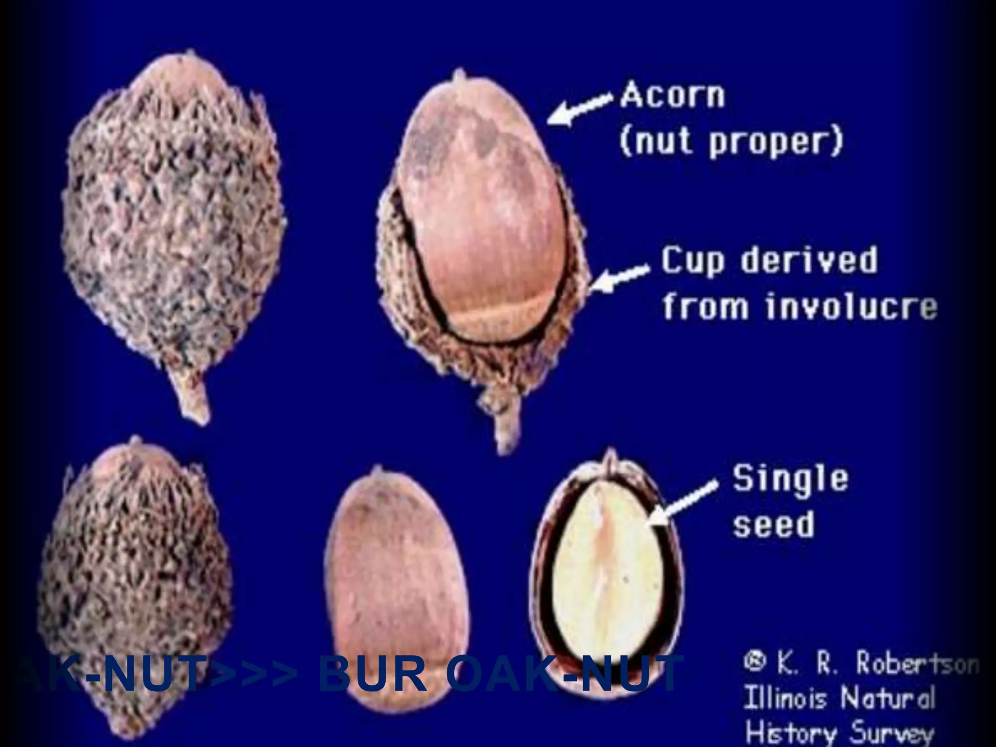 OAK-NUT>>> BUR OAK-NUT
 