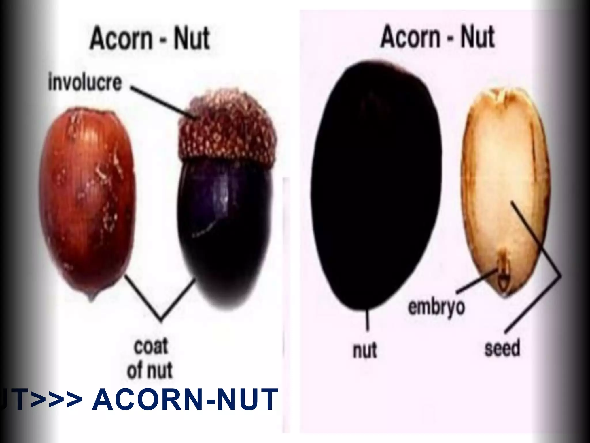 UT>>> ACORN-NUT
 