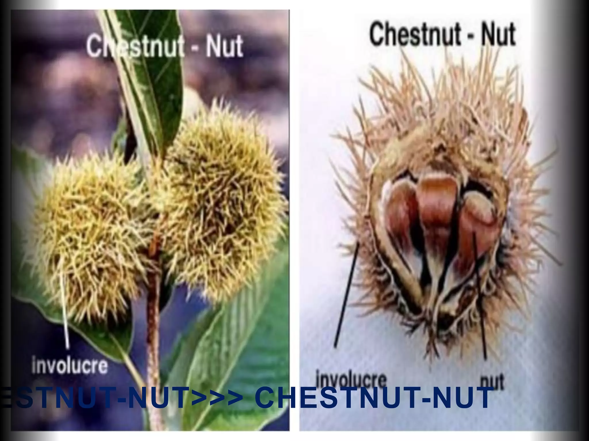 ESTNUT-NUT>>> CHESTNUT-NUT
 
