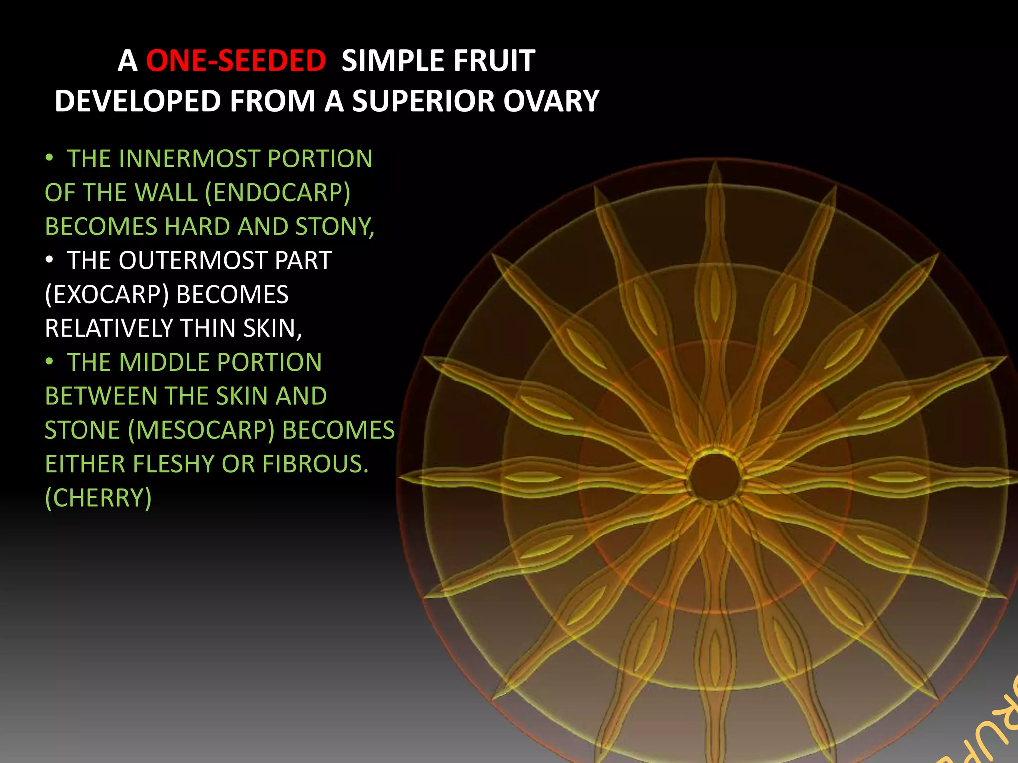 A ONE-SEEDED SIMPLE FRUIT
DEVELOPED FROM A SUPERIOR OVARY
• THE INNERMOST PORTION
OF THE WALL (ENDOCARP)
BECOMES HARD AND STONY,
• THE OUTERMOST PART
(EXOCARP) BECOMES
RELATIVELY THIN SKIN,
• THE MIDDLE PORTION
BETWEEN THE SKIN AND
STONE (MESOCARP) BECOMES
EITHER FLESHY OR FIBROUS.
(CHERRY)
 