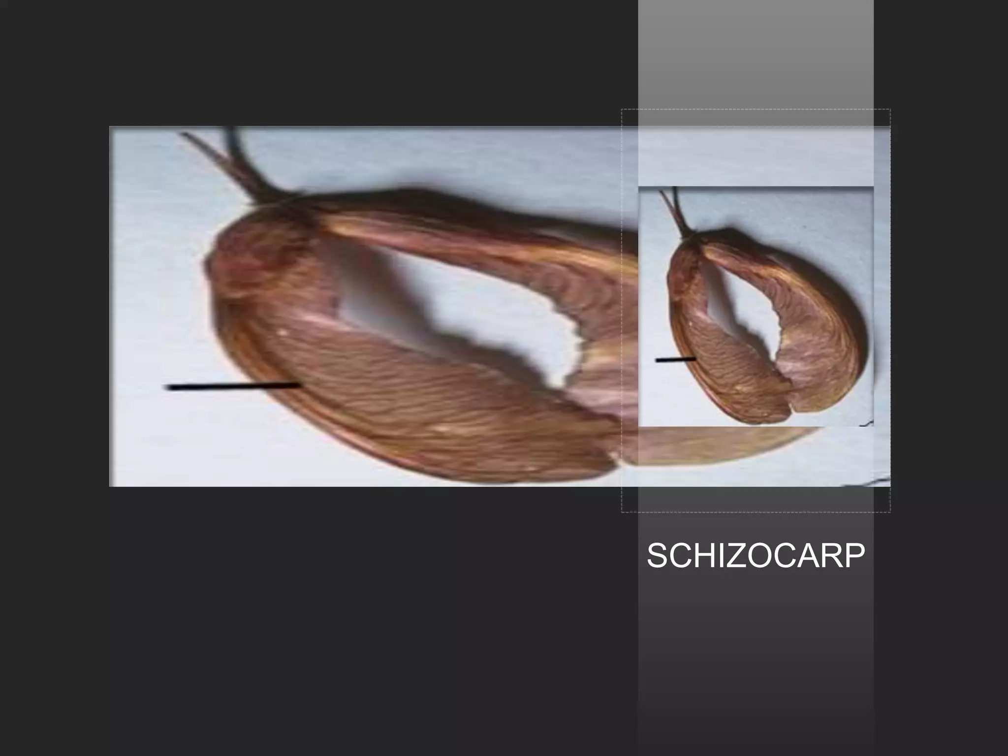 SCHIZOCARP
 