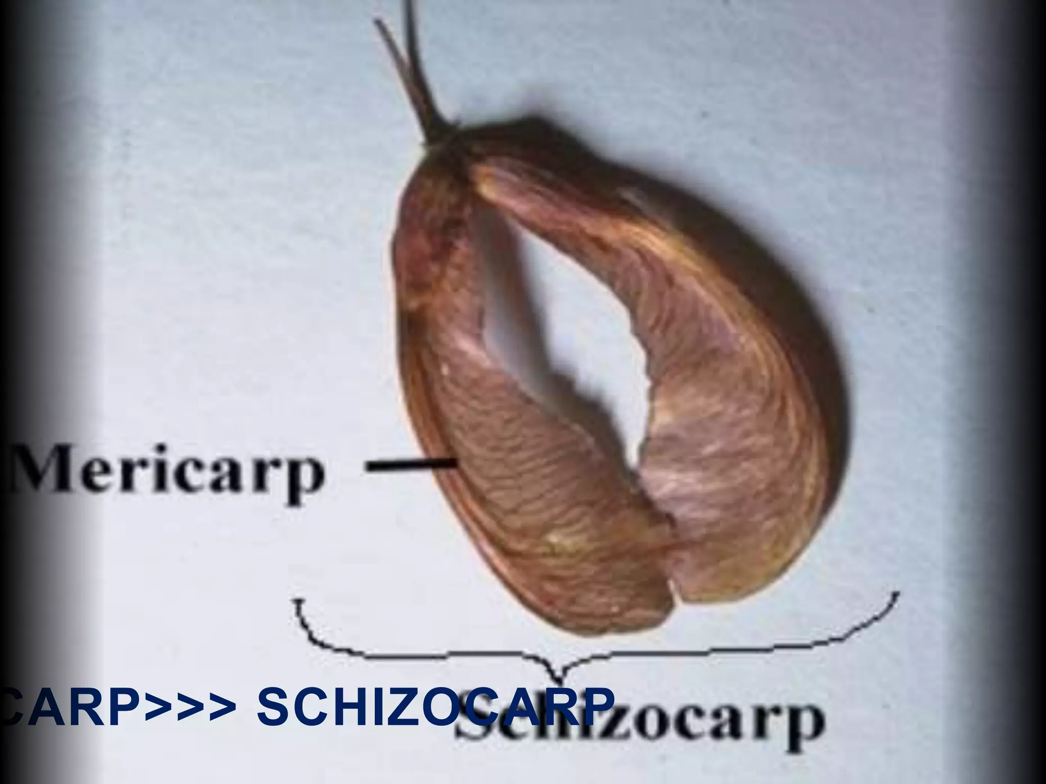 CARP>>> SCHIZOCARP
 