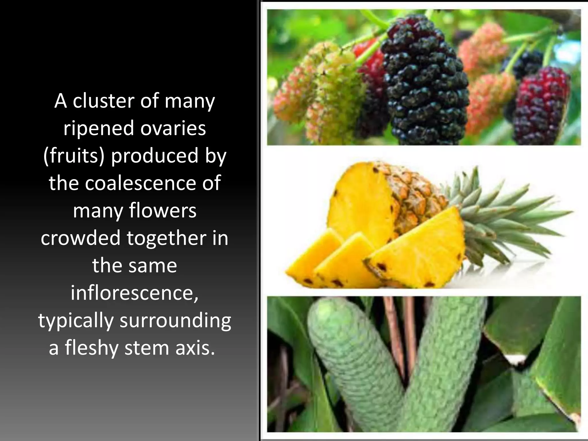 A cluster of many
ripened ovaries
(fruits) produced by
the coalescence of
many flowers
crowded together in
the same
inflorescence,
typically surrounding
a fleshy stem axis.
 