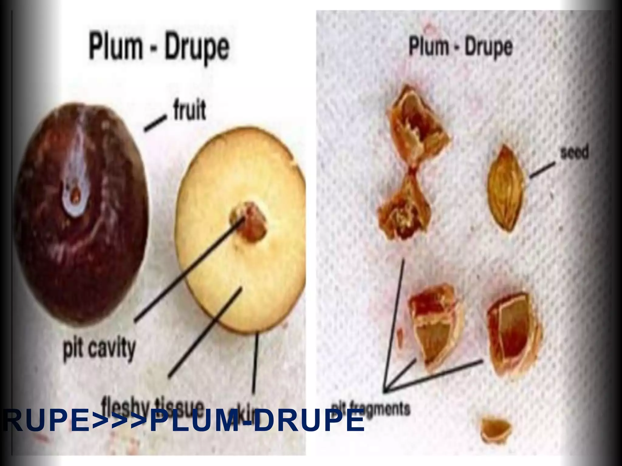 RUPE>>>PLUM-DRUPE
 