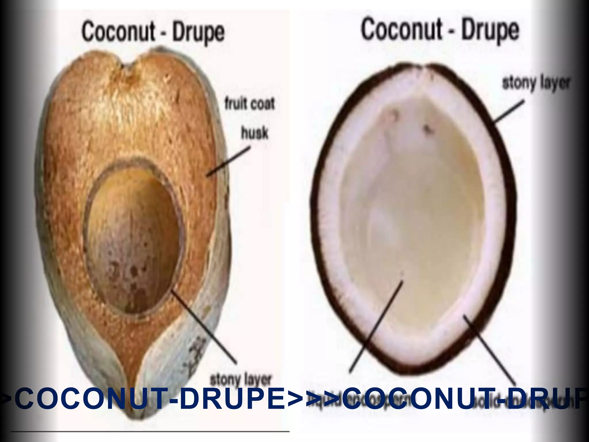 >COCONUT-DRUPE>>>COCONUT-DRUP
 