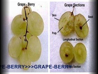 PE-BERRY>>>GRAPE-BERRY
 