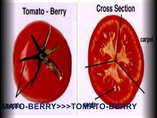 OMATO-BERRY>>>TOMATO-BERRY
 