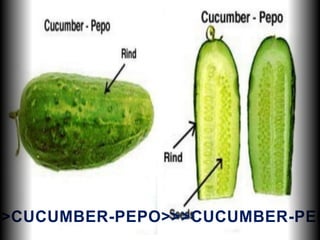 >>CUCUMBER-PEPO>>>CUCUMBER-PEP
 