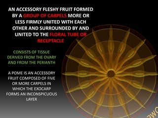 AN ACCESSORY FLESHY FRUIT FORMED
BY A GROUP OF CARPELS MORE OR
LESS FIRMLY UNITED WITH EACH
OTHER AND SURROUNDED BY AND
UNITED TO THE FLORAL TUBE OR
RECEPTACLE
CONSISTS OF TISSUE
DERIVED FROM THE OVARY
AND FROM THE PERIANTH
A POME IS AN ACCESSORY
FRUIT COMPOSED OF FIVE
OR MORE CARPELS IN
WHICH THE EXOCARP
FORMS AN INCONSPICUOUS
LAYER
 
