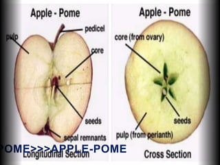 POME>>>APPLE-POME
 