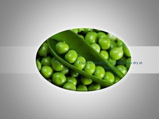 Fruits in which the coat becomes dry at
maturity.
 