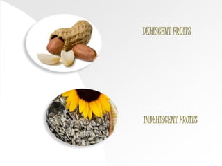 DEHISCENT FRUITS
INDEHISCENT FRUITS
 