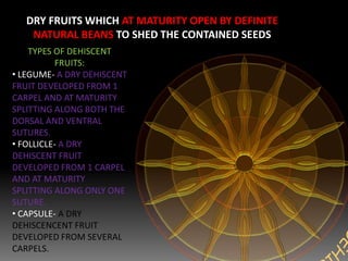 DRY FRUITS WHICH AT MATURITY OPEN BY DEFINITE
NATURAL BEANS TO SHED THE CONTAINED SEEDS
TYPES OF DEHISCENT
FRUITS:
• LEGUME- A DRY DEHISCENT
FRUIT DEVELOPED FROM 1
CARPEL AND AT MATURITY
SPLITTING ALONG BOTH THE
DORSAL AND VENTRAL
SUTURES.
• FOLLICLE- A DRY
DEHISCENT FRUIT
DEVELOPED FROM 1 CARPEL
AND AT MATURITY
SPLITTING ALONG ONLY ONE
SUTURE.
• CAPSULE- A DRY
DEHISCENCENT FRUIT
DEVELOPED FROM SEVERAL
CARPELS.
 