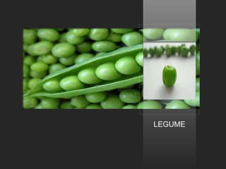 LEGUME
 