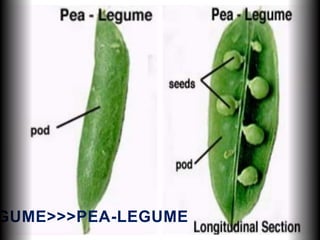 GUME>>>PEA-LEGUME
 