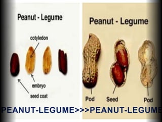 >PEANUT-LEGUME>>>PEANUT-LEGUME
 