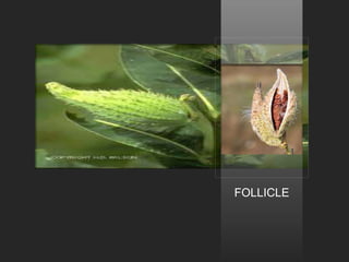 FOLLICLE
 