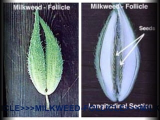 LICLE>>>MILKWEED-FOLLICLE>>>MILK
 