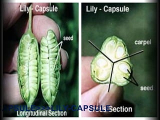 CAPSULE>>>LILY-CAPSULE
 