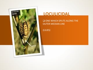 LOCULICIDAL
 ONE WHICH SPLITS ALONG THE
OUTER MEDIAN LINE
(LILIES)
 