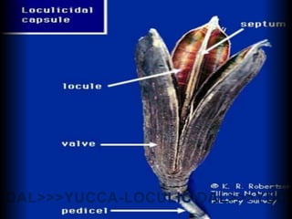 CIDAL>>>YUCCA-LOCULICIDAL>>>YUCC
 