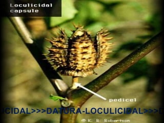 LICIDAL>>>DATURA-LOCULICIDAL>>>D
 