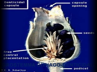 AGROSTEMMA GITHAGO-DENTICIDAL>>
 