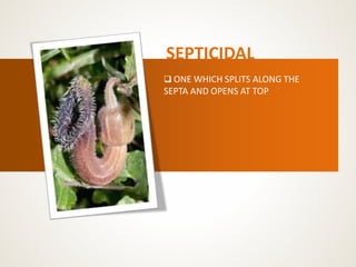 SEPTICIDAL
 ONE WHICH SPLITS ALONG THE
SEPTA AND OPENS AT TOP
 