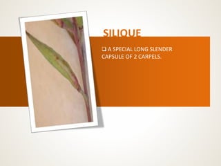 SILIQUE
 A SPECIAL LONG SLENDER
CAPSULE OF 2 CARPELS.
 