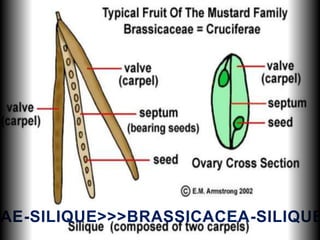 AE-SILIQUE>>>BRASSICACEA-SILIQUE
 