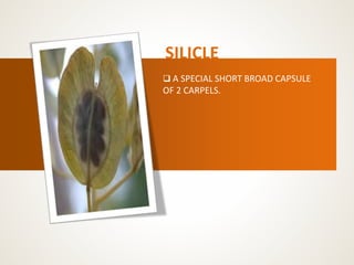 SILICLE
 A SPECIAL SHORT BROAD CAPSULE
OF 2 CARPELS.
 