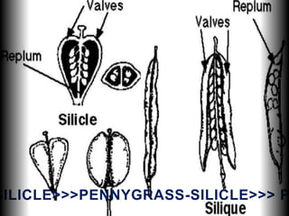 SILICLE>>>PENNYGRASS-SILICLE>>> P
 