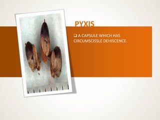 PYXIS
 A CAPSULE WHICH HAS
CIRCUMSCISSLE DEHISCENCE.
 