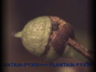 PLANTAIN-PYXIS>>> PLANTAIN-PYXIS
 