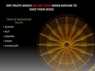 DRY FRUITS WHICH DO NOT OPEN WHEN MATURE TO
SHED THEIR SEEDS
TYPES OF INDEHISCENT
FRUITS:
• ACHENE
• NUT
• SAMARA
• GRAIN
• SCHIZOCARP
 