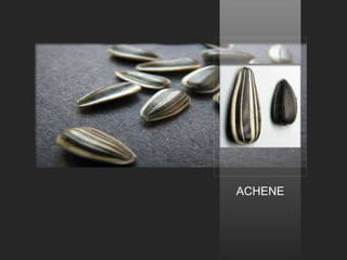 ACHENE
 