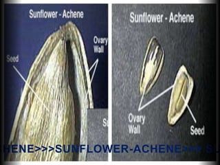 CHENE>>>SUNFLOWER-ACHENE>>> SU
 