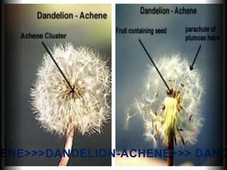 ENE>>>DANDELION-ACHENE>>> DAND
 