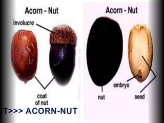UT>>> ACORN-NUT
 