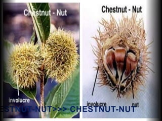 ESTNUT-NUT>>> CHESTNUT-NUT
 