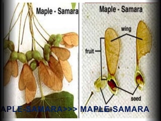 MAPLE-SAMARA>>> MAPLE-SAMARA
 