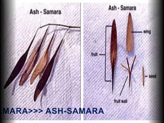 AMARA>>> ASH-SAMARA
 
