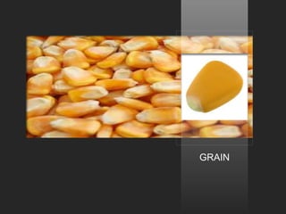 GRAIN
 